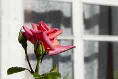 单粉红色的玫瑰木窗口概念上的图像