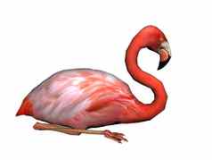 粉红色的火烈鸟长脖子