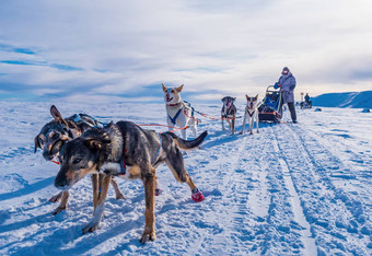 沙哑的雪橇狗准备好了滑雪橇瑞典