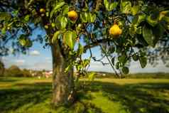 苹果酒树成熟的梨村背景