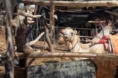骆驼农场繁殖流农村农场