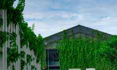 攀爬植物房子墙建筑覆盖绿色艾薇