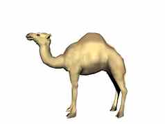 单峰骆驼头提高了沙漠