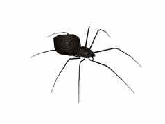 危险的有毒的黑色的蜘蛛长腿