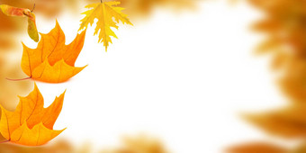 美丽的明亮彩色秋天框架白色背景