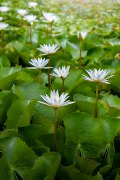 白色莲花花莲花池塘