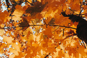 美丽的秋天叶子黄色的枫木特写镜头秋天景观背景秋天摘要背景黄金枫木秋天自然森林背景设计复制空间