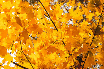 美丽的秋天叶子黄色的橡木关闭秋天景观背景秋天摘要背景金橡木秋天自然森林背景设计复制空间