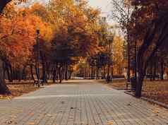 秋天阳光明媚的景观路公园长椅秋天公园树下降秋天叶子地面公园阳光明媚的10月一天模板设计