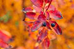 浆果车轮棠分支秋天散景背景秋天色彩斑斓的叶子红色的黄色的橙色熊果布什秋天叶子特写镜头秋天背景色彩斑斓的丰富的植物区系