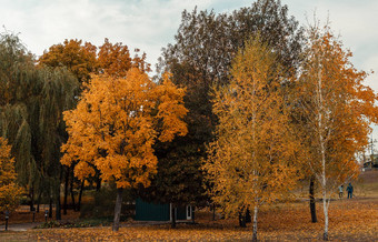 树<strong>公园</strong>秋天色彩斑斓的叶子10月阳光明媚的一天概念秋天收获季节<strong>模板</strong>设计