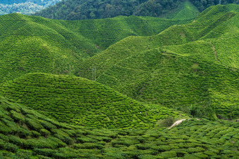 茶种植园卡梅隆谷绿色山高地马来西亚茶生产绿色灌木年轻的茶