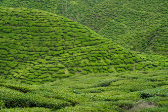 茶种植园卡梅隆谷绿色山高地马来西亚茶生产绿色灌木年轻的茶