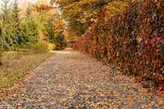 秋天阳光明媚的景观路秋天公园树下降秋天叶子地面公园阳光明媚的10月一天模板设计复制空间