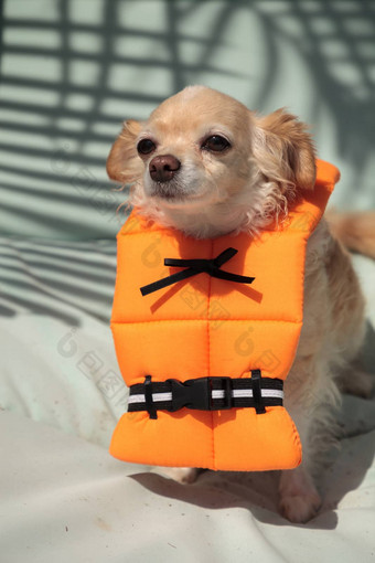 可爱的<strong>吉娃娃</strong>狗万圣节服装航海橙色生活