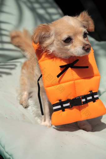 可爱的吉娃娃狗万圣节服装航海橙色生活