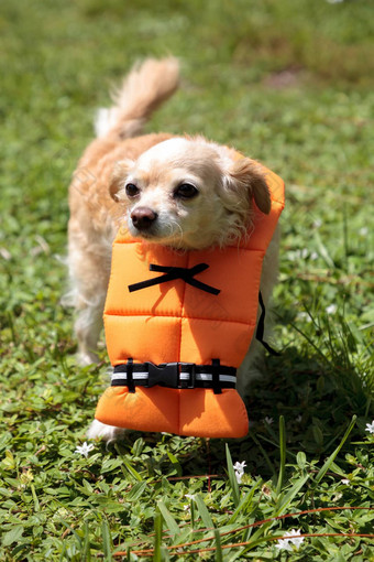 可爱的<strong>吉娃娃</strong>狗万圣节服装航海橙色生活