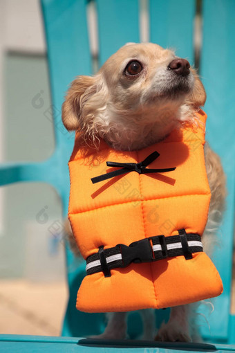 有关吉娃娃狗万圣节服装航海橙色
