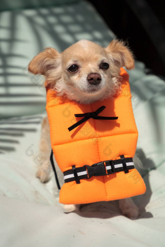 可爱的吉娃娃狗万圣节服装航海橙色生活