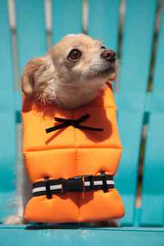 有关吉娃娃狗万圣节服装航海橙色