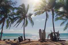 冲浪板椰子树夏天海滩