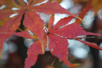 特写镜头视图色彩斑斓的充满活力的叶子秋天季节秋天