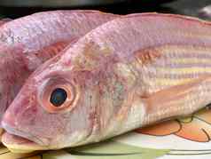 新鲜的红色的鲷鱼鱼市场特写镜头头红色的鲷鱼鱼出售
