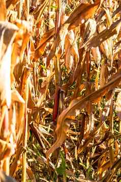 成熟的干玉米茎关闭结束季节场黄金
