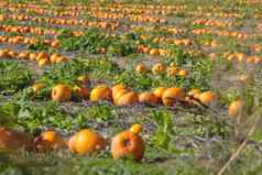 南瓜补丁场日益增长的蔬菜新鲜的橙色南瓜