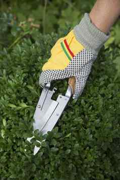 修剪塑造黄杨木布克萨斯它们植物手套修剪剪切机