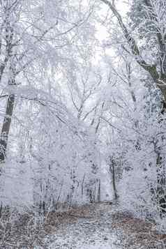 白色冬天森林冷冬天一天