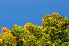 朴素的秋天的枫木树黄色的绿色叶子清晰的蓝色的天空背景