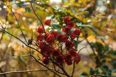 红色的玫瑰味蕾枯萎布什秋天公园秋天花礼物花30 000 000概念开花园艺花卉栽培技术
