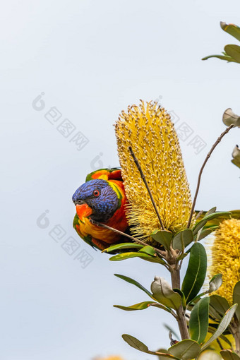 孤立的彩虹吸蜜鹦鹉寻求花蜜树悉尼