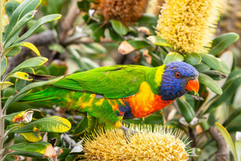 孤立的彩虹吸蜜鹦鹉寻求花蜜树悉尼