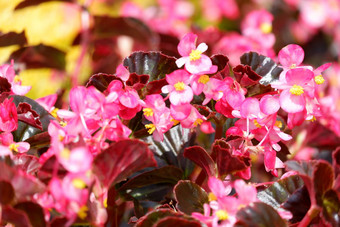 秋<strong>海棠</strong>属植物森帕弗伦斯蜡秋<strong>海棠</strong>属植物