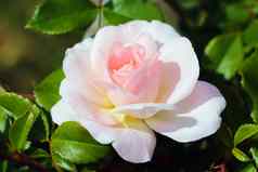 美丽的明亮的玫瑰花园清晰的阳光明媚的一天