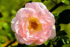 美丽的明亮的玫瑰花园清晰的阳光明媚的一天