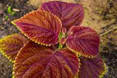 植物纹理结构叶子自然锦紫苏布鲁梅
