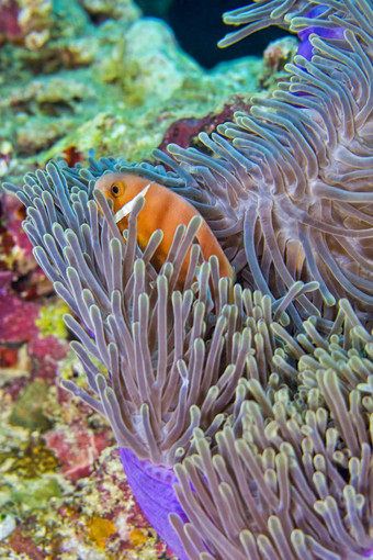 黑鳍anemonefish珊瑚礁南阿里环礁马尔代夫