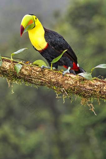龙骨嘴巨嘴鸟sulfur-breasted巨嘴鸟rainbow-billed巨嘴鸟热带热带雨林科斯塔黎加