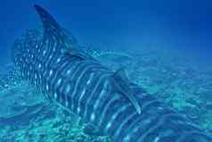 鲸鱼鲨鱼南阿里环礁马尔代夫