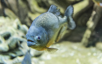 特写镜头热带水虎鱼鱼水下水族馆enviro