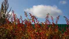 铁绿色栅栏房子红色的灌木阳光明媚的秋天一天