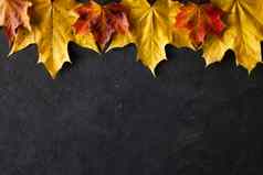 色彩斑斓的秋天玛叶子灰色的混凝土