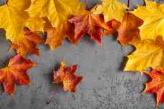 色彩斑斓的秋天玛叶子灰色的混凝土