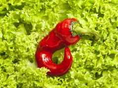 新鲜的绿色冰山沙拉小红色的辣椒胡椒