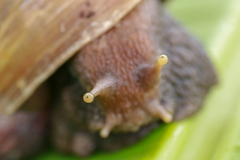 宏眼睛蜗牛阿查蒂纳Fulica相机镜头关闭大成人蜗牛爬行香蕉叶热带热带雨林