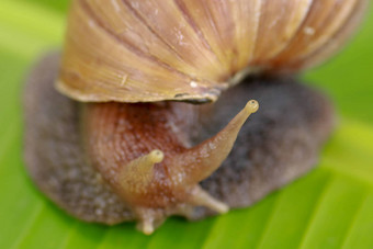 宏眼睛蜗牛阿查蒂纳Fulica相机镜头关闭大成人蜗牛爬行香蕉叶热带热带雨林