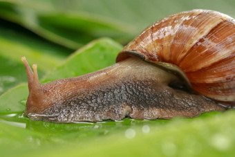 一边视图阿查蒂纳Fulica水滴大成人蜗牛爬湿香蕉叶热带热带雨林巨大的蜗牛爬行